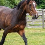 horse-2424792_960_720