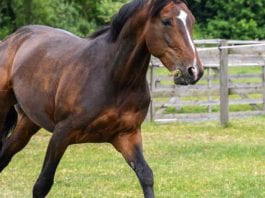galway daily news Athenry Agricultural Show returns after long absence