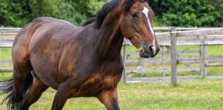 Gardaà issue reminder that Ballinasloe Fair is cancelled galway daily news Athenry Agricultural Show returns after long absence