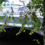 galway river