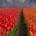tulips-21690_960_720