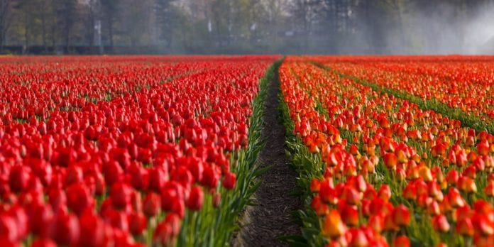 special event in galway for gardeners galway daily