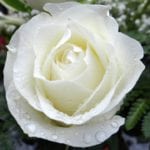 white-rose-2907862_960_720