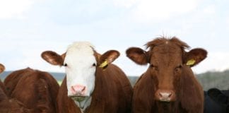 Government has ‘utterly failed to defend beef farmers’ galway daily beef farmers