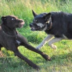 dog attack