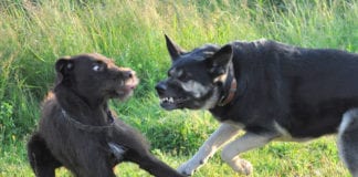 Galway woman saw her dog ‘torn apart’ dog attack