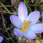 Mothers day gift ideas