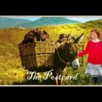 Saint Patrick’s shorts