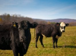 Galway Daily news Galway farmers awarded €2.2 million under beef finisher scheme