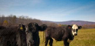 Environmentalists “hell-bent” on discrediting Irish agriculture Fitzmaurice claims Galway Daily news Galway farmers awarded €2.2 million under beef finisher scheme