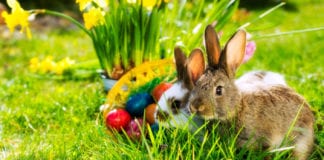 Féile an tEarrach faoi lán seoil san Ionad Sliabh Eachtaí Féile an tEarrach