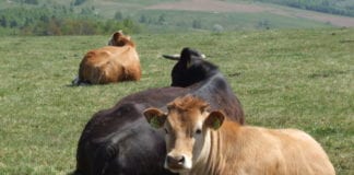 Government support needed for small beef farmers Galway Daily news Farmers stabbed in the back with TB risk letters - Fitzmaurice