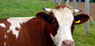 Expansion of Headford Co-op Mart gets the green light Galway daily news Calls for review of ban on in-person sales at Marts