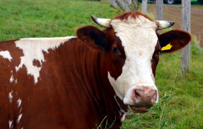 Galway daily news Calls for review of ban on in-person sales at Marts