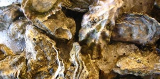 Oysterman caught harvesting illegal shellfish Galway Daily news High levels of toxins prompt warning against picking shellfish in the west