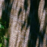 Galway News – Courts – Neighbour’s garden Wall