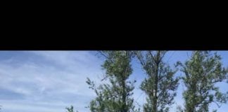 Camogie: Muldoon Magic Gives Killimor Critical Victory "Maeve Muldoon" "Claudia Nevin"