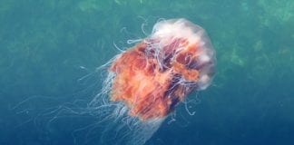 Experts struggle to explain 61 sightings of Lion’s Mane Jellyfish in Galway jellyfish stings ireland