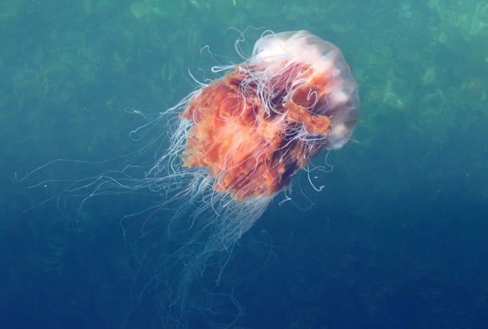 jellyfish stings ireland