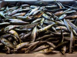 Galway Daily news connemara seafood plant could close due to fish quotas