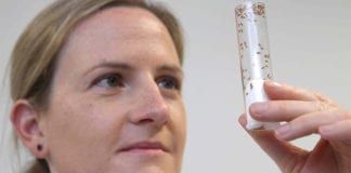 NUI Galway researchers find insight into male fertility problems studying fruit flies Galway daily news Galway researchers find insight into male fertility problems