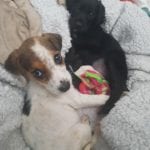 Rescued puppies 2