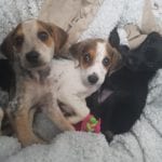 Rescued Puppies