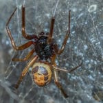 False Widow spider