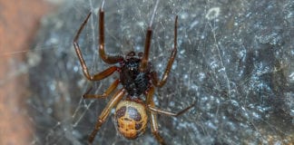 Ireland’s most venomous spider bites can result in hospitalisation Galway daily news false widow spider seen eating native lizard