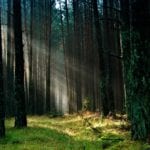 Woods