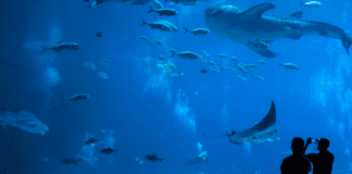 Galway Aquarium leading effort to foster an ‘Ocean Literate’ generation Galway daily news Galway Aquarium leading effort to foster an 'Ocean Literate' generation