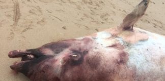Beaked whale found dead on Omey Island is one of five found in a week Galway Daily news beached whale found on Omey Island is the fifth in a week