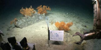 Celtic Explorer returns to Galway after exploring 3km deep ocean canyon Galway Daily news Celtic Explorer returns from expedition to 3km deep ocean canyon