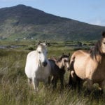 Galway News – Events – Connemara Pony Festival