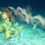 Galway News – Scientists discover new coral and rare reefs