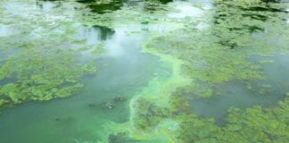 Galway dog owners warned against toxic algae after possible poisonings