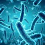 Bacteria