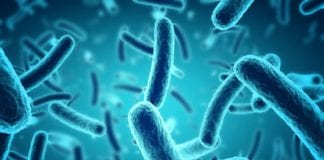 Fresh appeal to Galwegians to look out for symptoms of meningitis after HSE warning Galway daily news Vigilance urged as HSE investigates case of meningitis