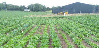 Researchers use genetic technology to breed improved sugar beets galway daily news NUIG researchers develop genetic breeding strategies for beets