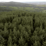 Spruce forest