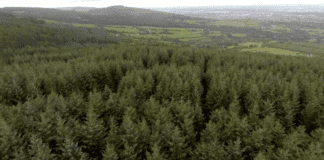 Minister could face no confidence motion over forestry licencing backlog Fitzmaurice says Galway daily news Minister faces no confidence motion over forestry licencing backlog Canney says