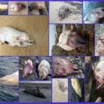 Photo collage of the dead whales in Ireland