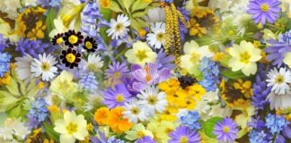 Galway Flower & Garden Club announces Gala Night floral demonstration galway