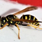 nature-3560537_960_720