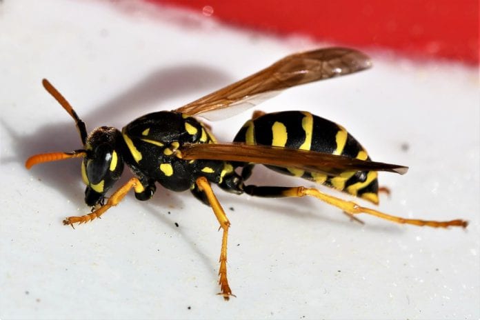 news galway wasps most-infected