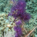 sea sponge