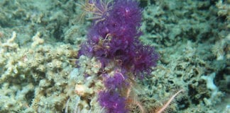 Marine scientists sample deep sea life in search of new medical drugs Galway Daily news Marine scientists sample deep sea sponges to develop new drugs