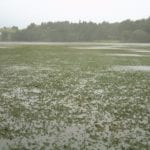 Lough Corrib waterweed