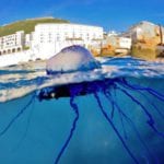 portuguese-man-o-war