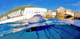 Warning issued as Man o’War spotted near Galway beaches galway daily news warning issued to galway swimmers as man o'war spotted in Salthill waters